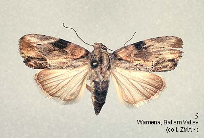 Prwana Insect Papua Insects Foundation (Lepidoptera/Nolidae/Chloephorinae ...